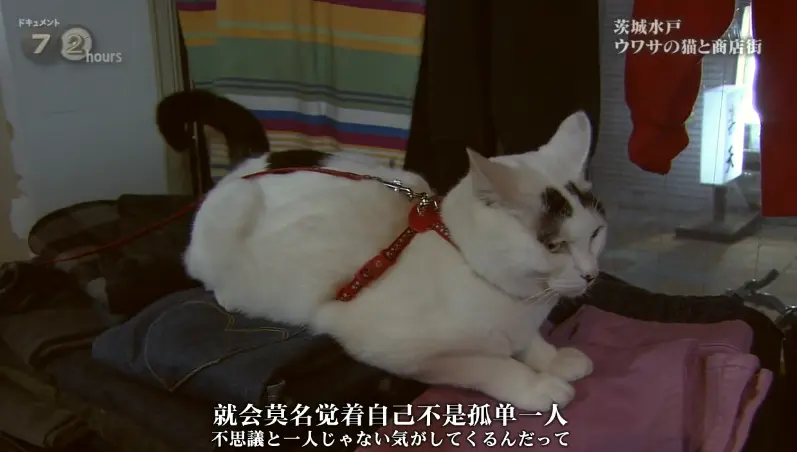 温柔至极的力量 传闻中的猫与商店街nhk 纪实72小时 哔哩哔哩