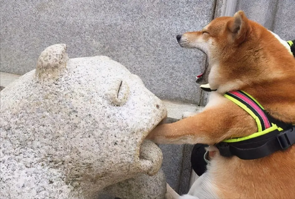 这5种 调皮狗 你敢养吗 别怪我没提醒你 哔哩哔哩