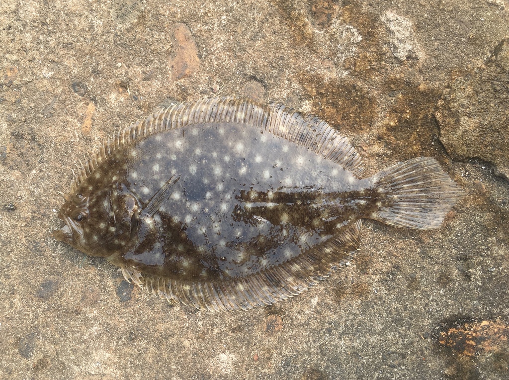 悉尼个人鱼类记录(24)大牙斑鲆