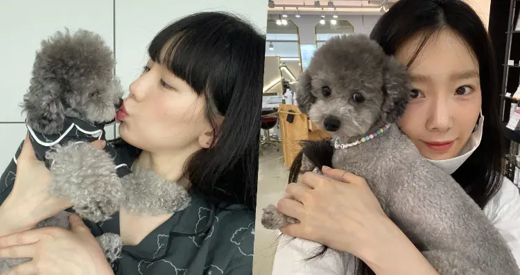 Zero三岁了 太妍连po多图为爱犬庆生 希望你和我在一起的每一天都幸福 哔哩哔哩