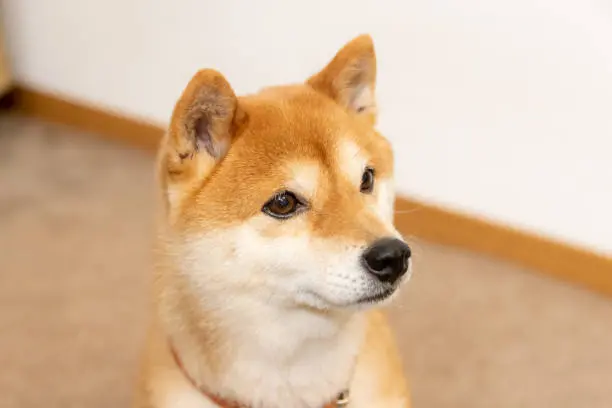 夺命巧克力 颜色愈黑毒性愈强 柴犬误食急救法公开 哔哩哔哩 夺命巧克力 颜色愈黑毒性愈强 柴犬误食急救法公开 哔哩哔哩