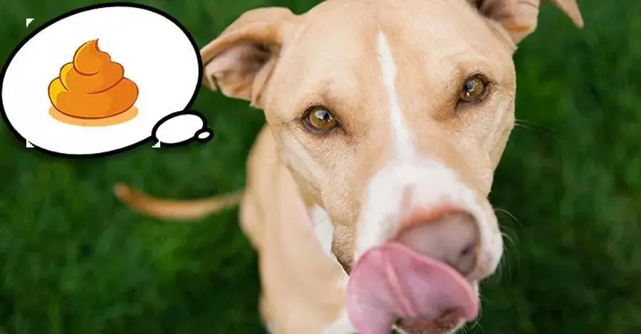 狗吃屎 屎好吃 咱也不知道 咱也不敢问 华元宠阅会 哔哩哔哩