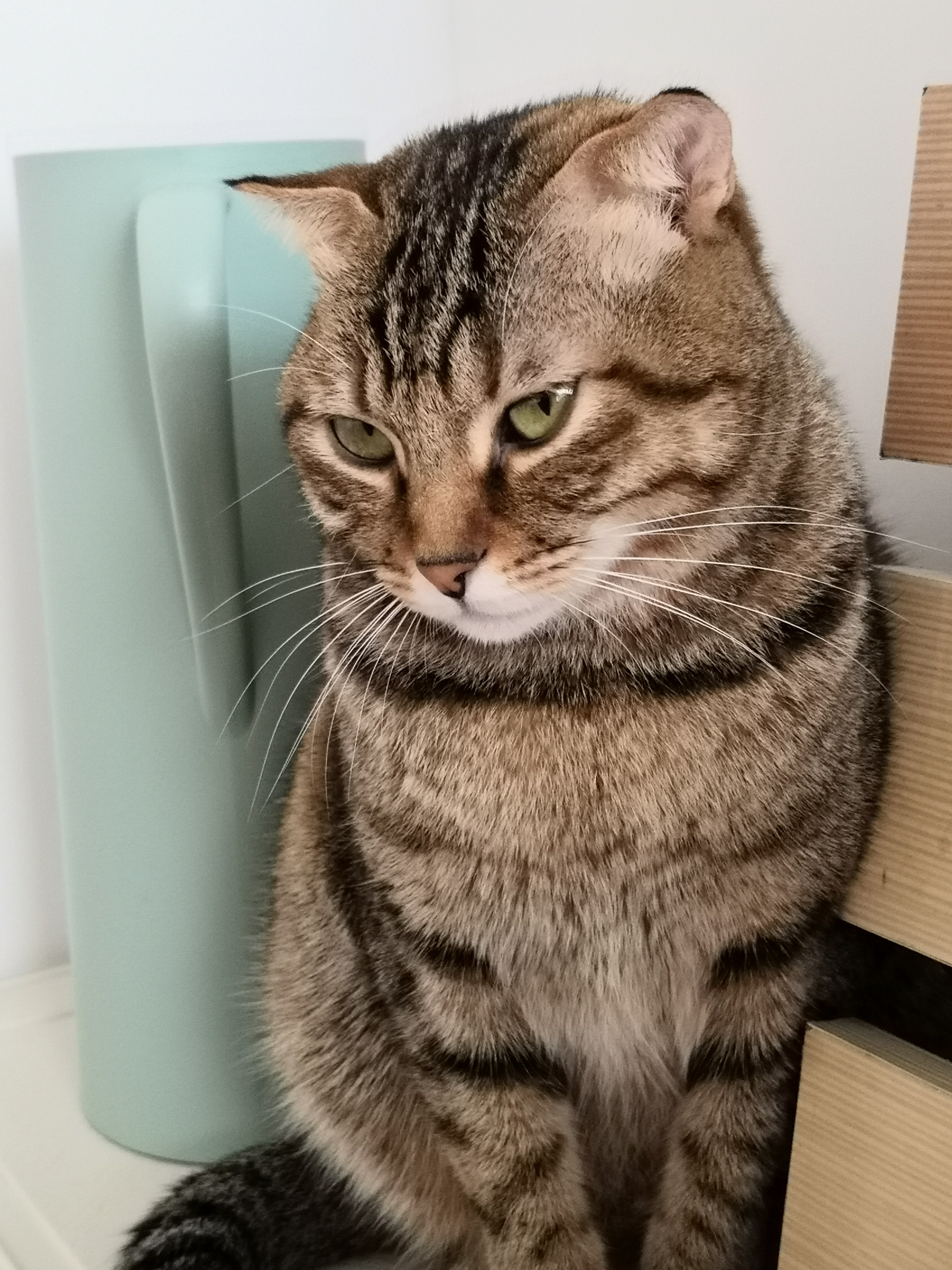 怎么训练猫听话,那么这样的话训练起来就变得