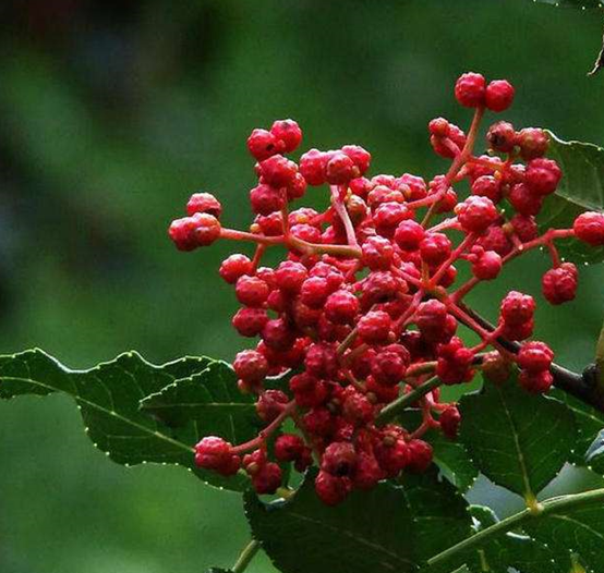 芙草堂消痔凝胶对混合痔有用吗?