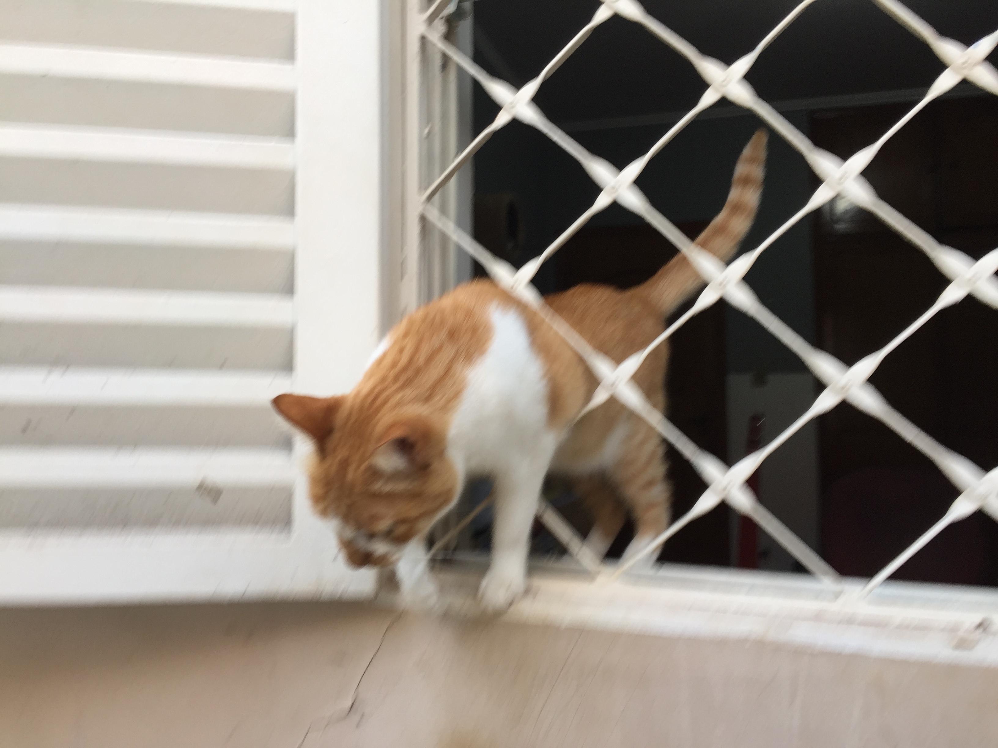 猫咪丢了怎么办?用这个方法在黄金七十二小时