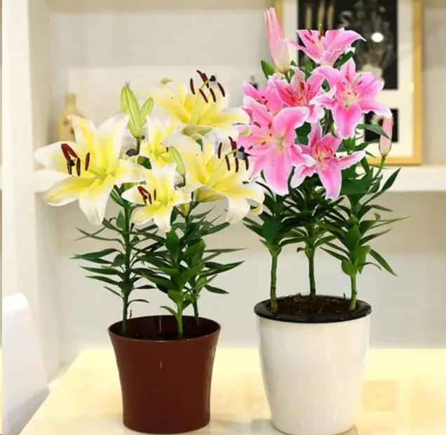 蓝妖 春天适合种哪些球根花卉 这里全部罗列了 哔哩哔哩