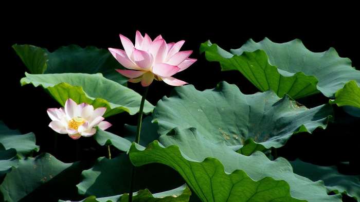 【小y和小绿的业余写作】连载小说——虞美人(2.2)