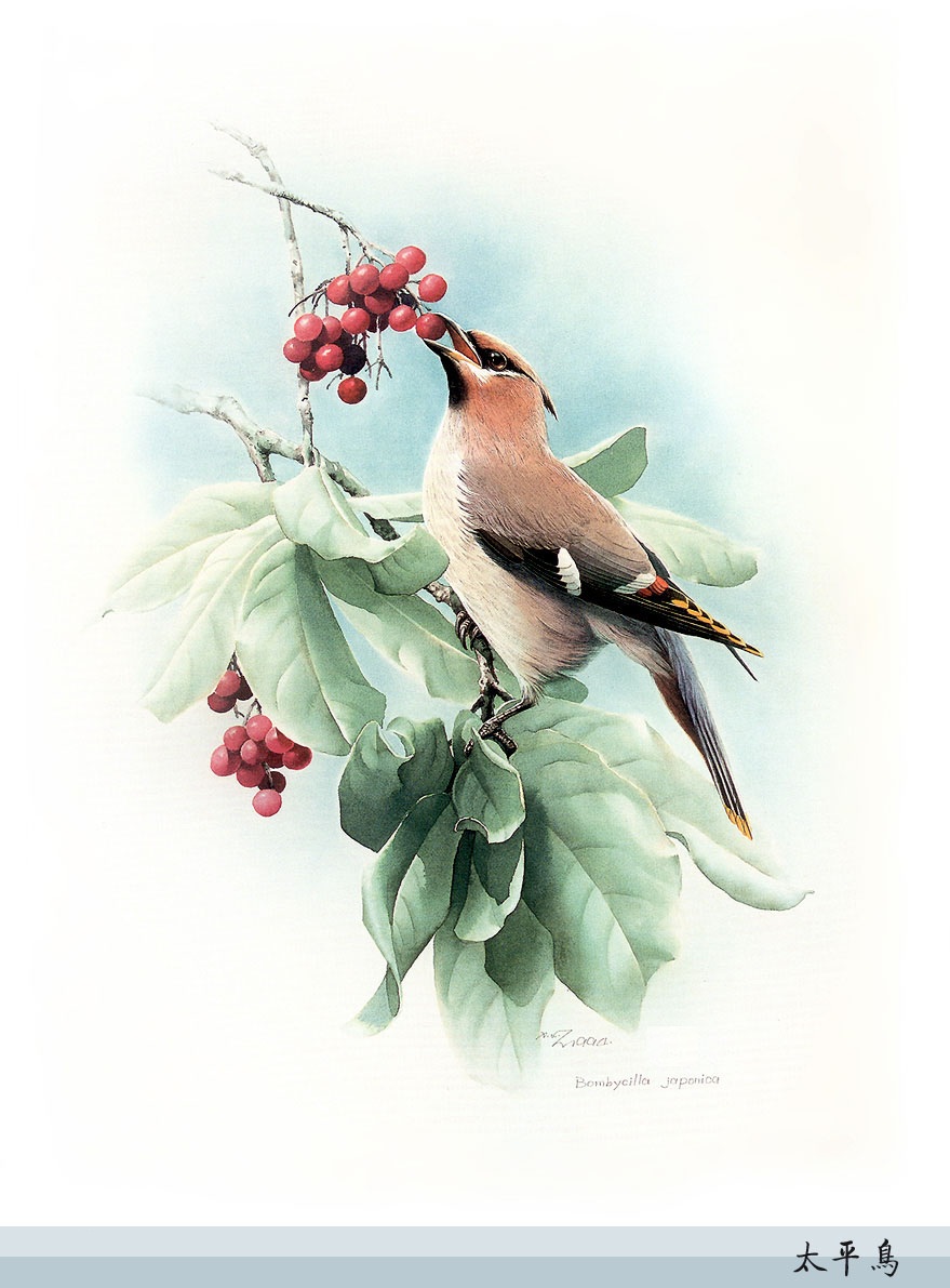 曾孝濂百鸟图欣赏