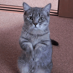 提高显卡占用率来提升帧数