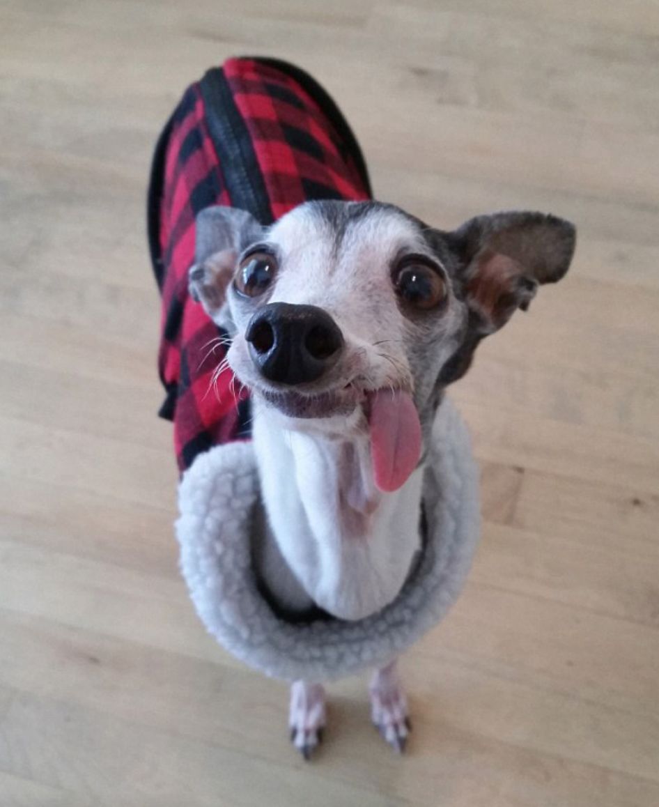 狗狗吐舌可爱合集:有些先天原因令人心疼,有些就是犯傻!