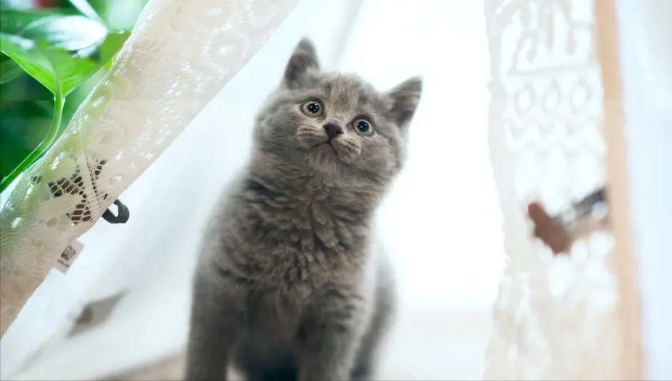 英短猫太瘦了怎么办 哔哩哔哩