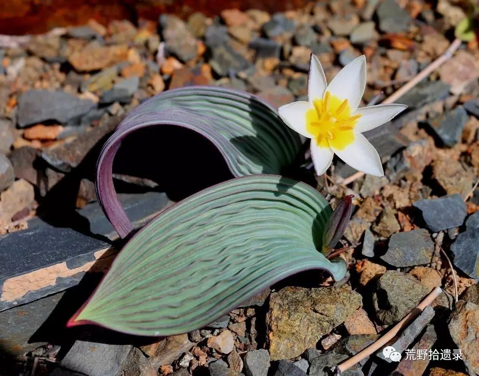 波叶郁金香 tulipa regelii