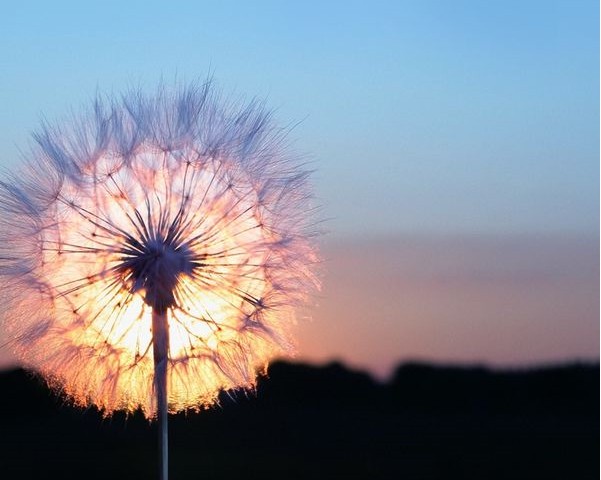 不能灌醉你 灌醉一朵小花也好啊 ----林蜻蜓《浮一大白》 我只需要