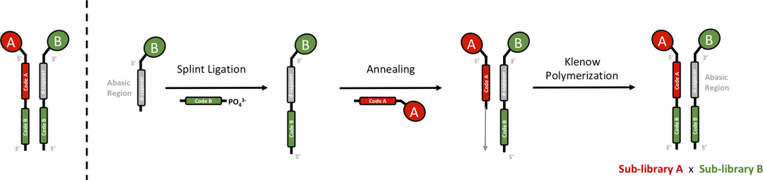 ACS Pharmacol. Transl. Sci.丨DNA编码化合物库综述 - 哔哩哔哩