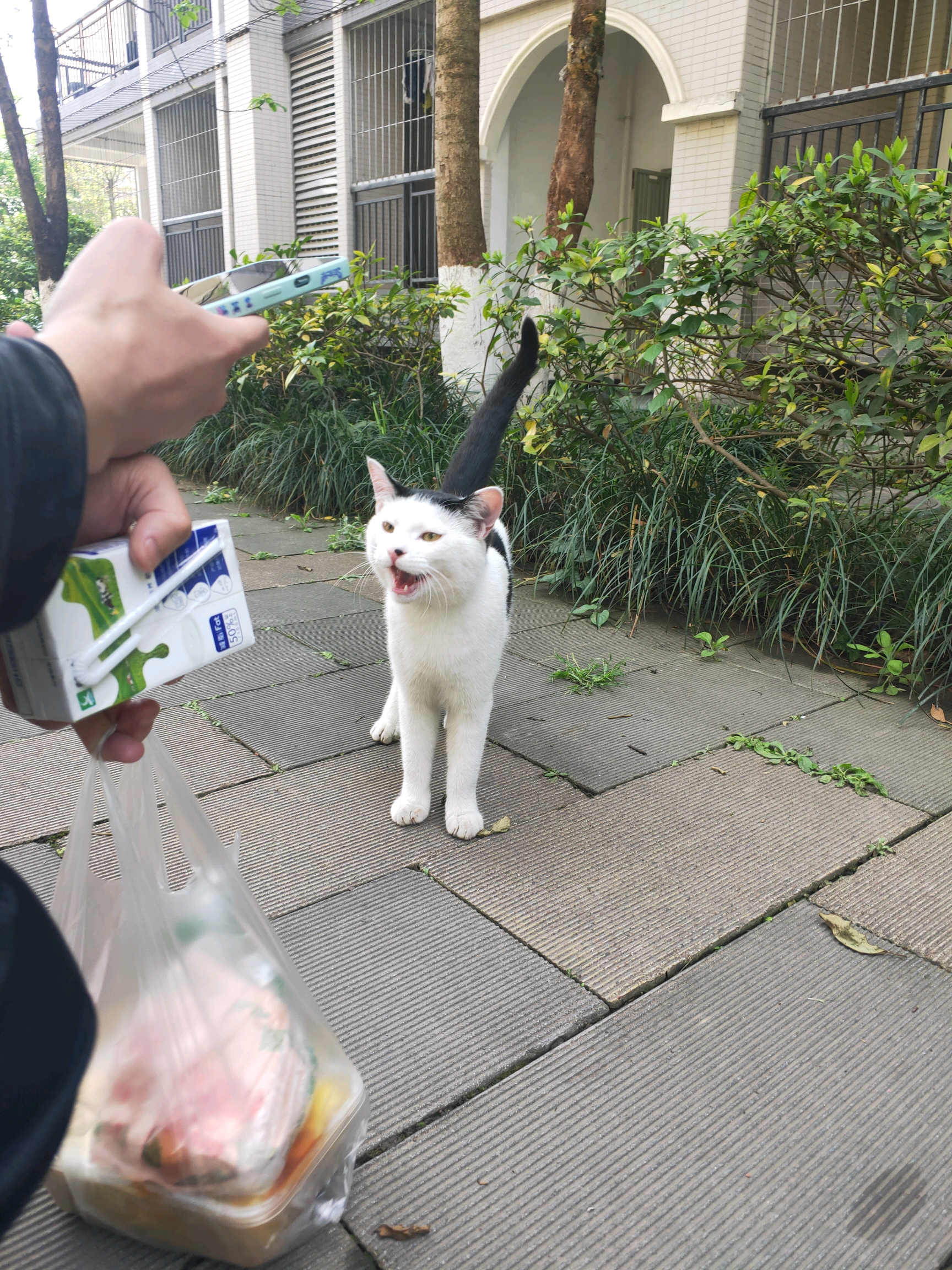 黑色尾巴的白猫