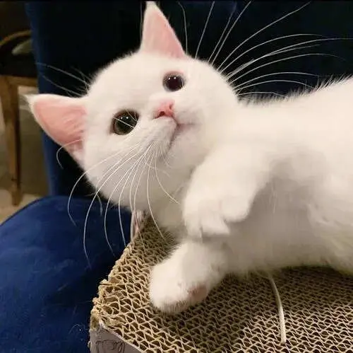 qq头像萌宠可爱图片 大量最萌最可爱的萌宠头像图片合集