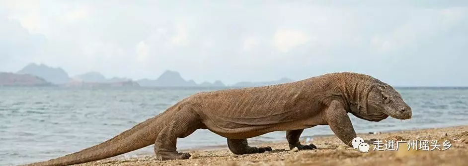 中国龙的原型是什么蛇非也是鳄鱼