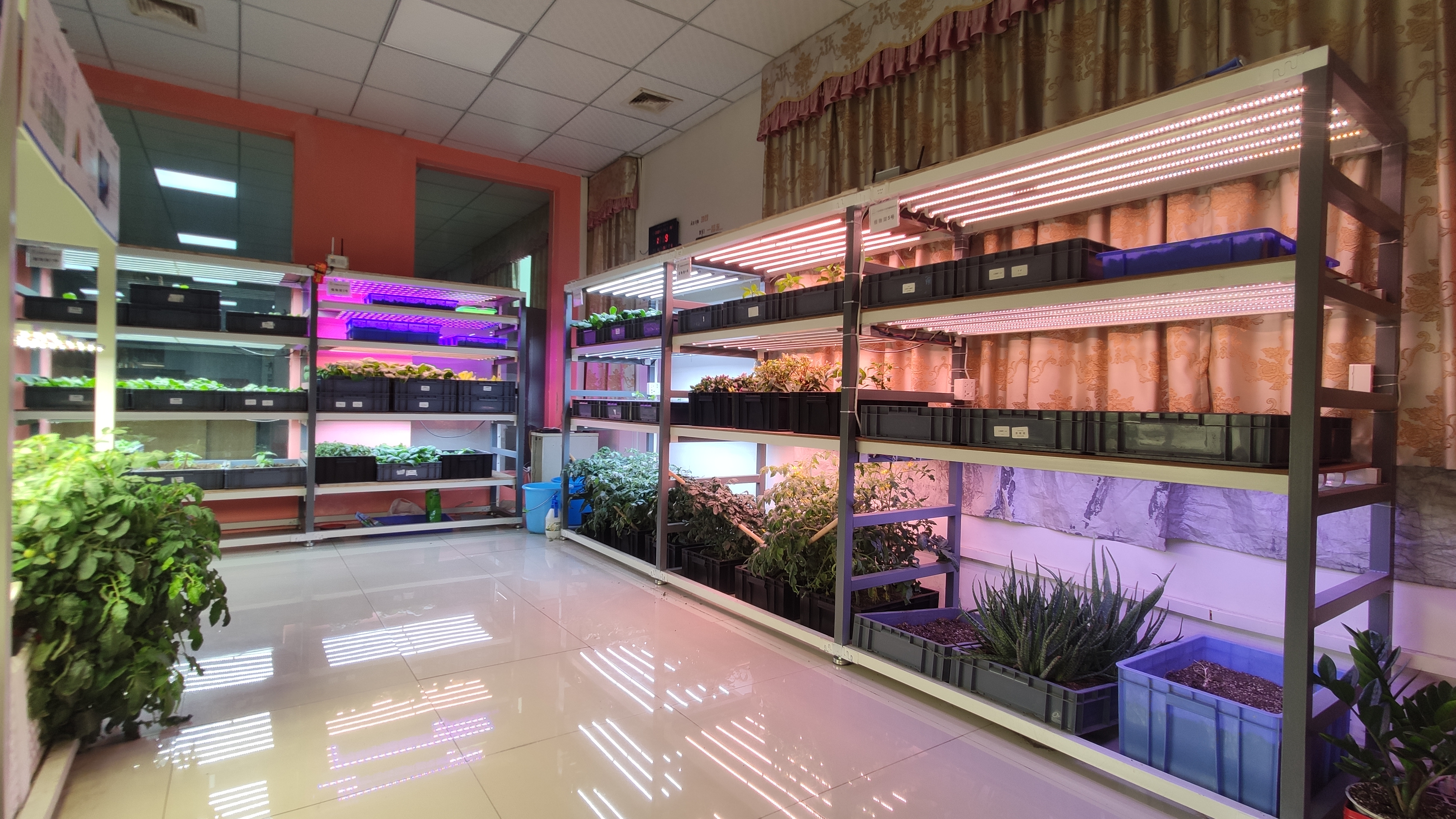 伟照业光电种植试验区