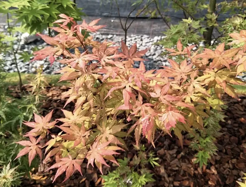 精灵系列枫树简介