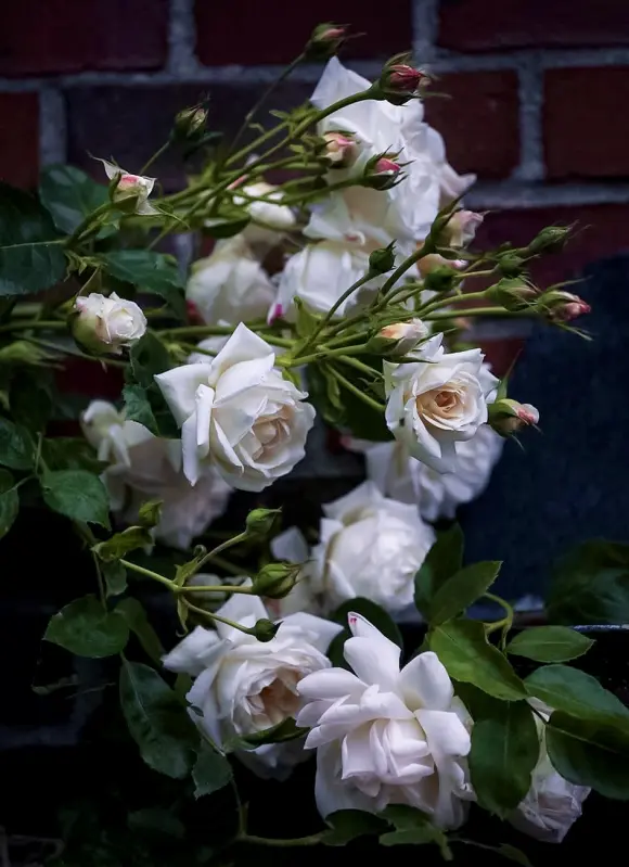 玛婷 吉洛martine Guillot 图楼 光叶蔷薇对黑斑菌的抵御机制 哔哩哔哩