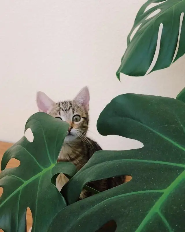 许多植物对猫咪而言都有剧毒,养猫请确保家里没有这些种类的花草- 哔哩哔哩