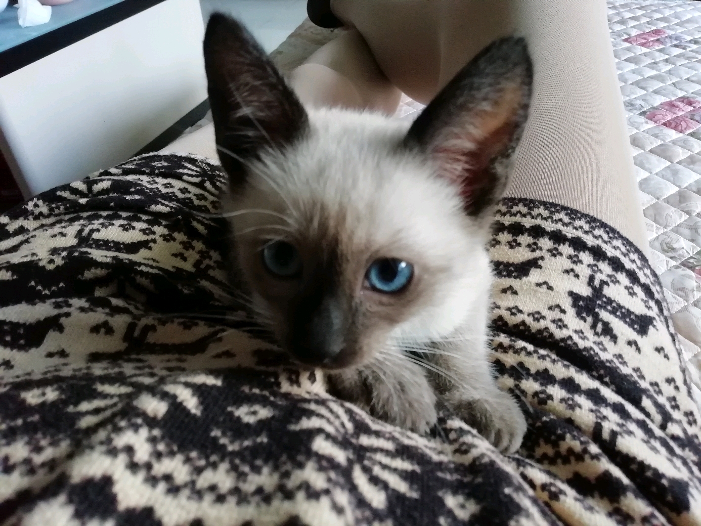 海豹暹罗猫,可可接回家