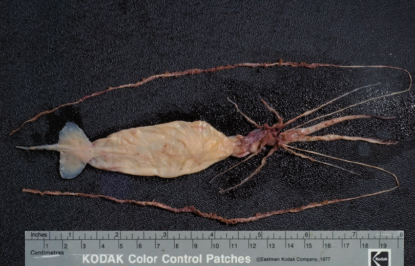 【其它生物】新鞘类（Neocoleoidea）现存物种属级及以上分类及译名（含参考图）【上】 - 哔哩哔哩