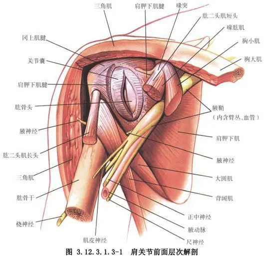 肩膀疼痛 颈椎僵硬怎么练能缓解 这种运动最有帮助 哔哩哔哩