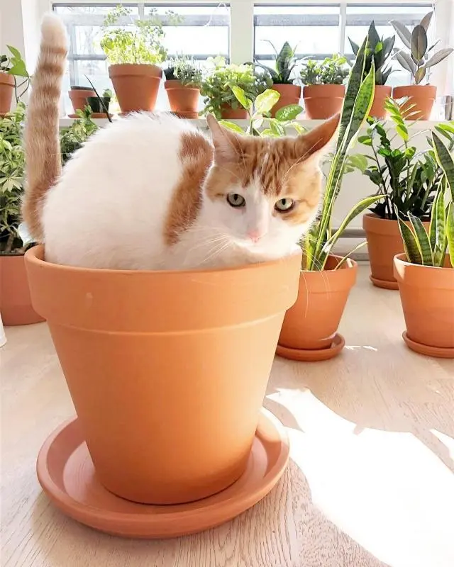 许多植物对猫咪而言都有剧毒,养猫请确保家里没有这些种类的花草- 哔哩哔哩