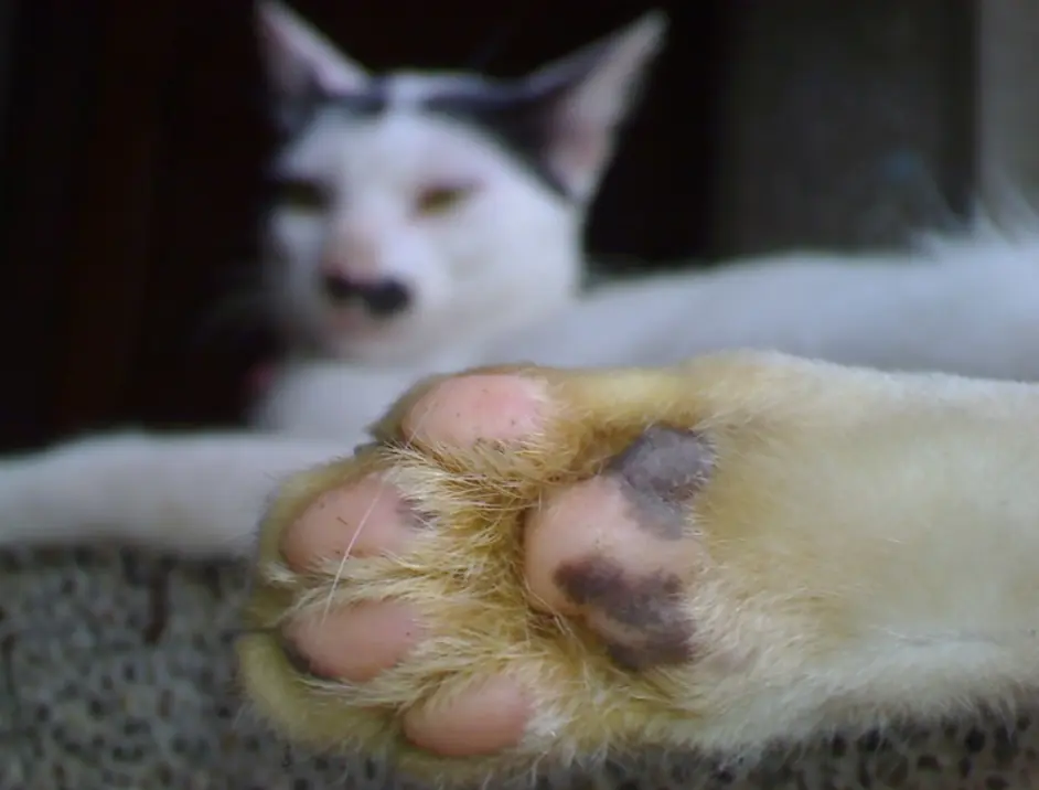 猫肉球不仅可爱 还有5个有用的功能 你知道肉球各部位叫啥吗 哔哩哔哩