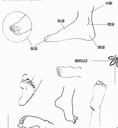 【教程】零基础初学入门画漫画身体部分教程学习