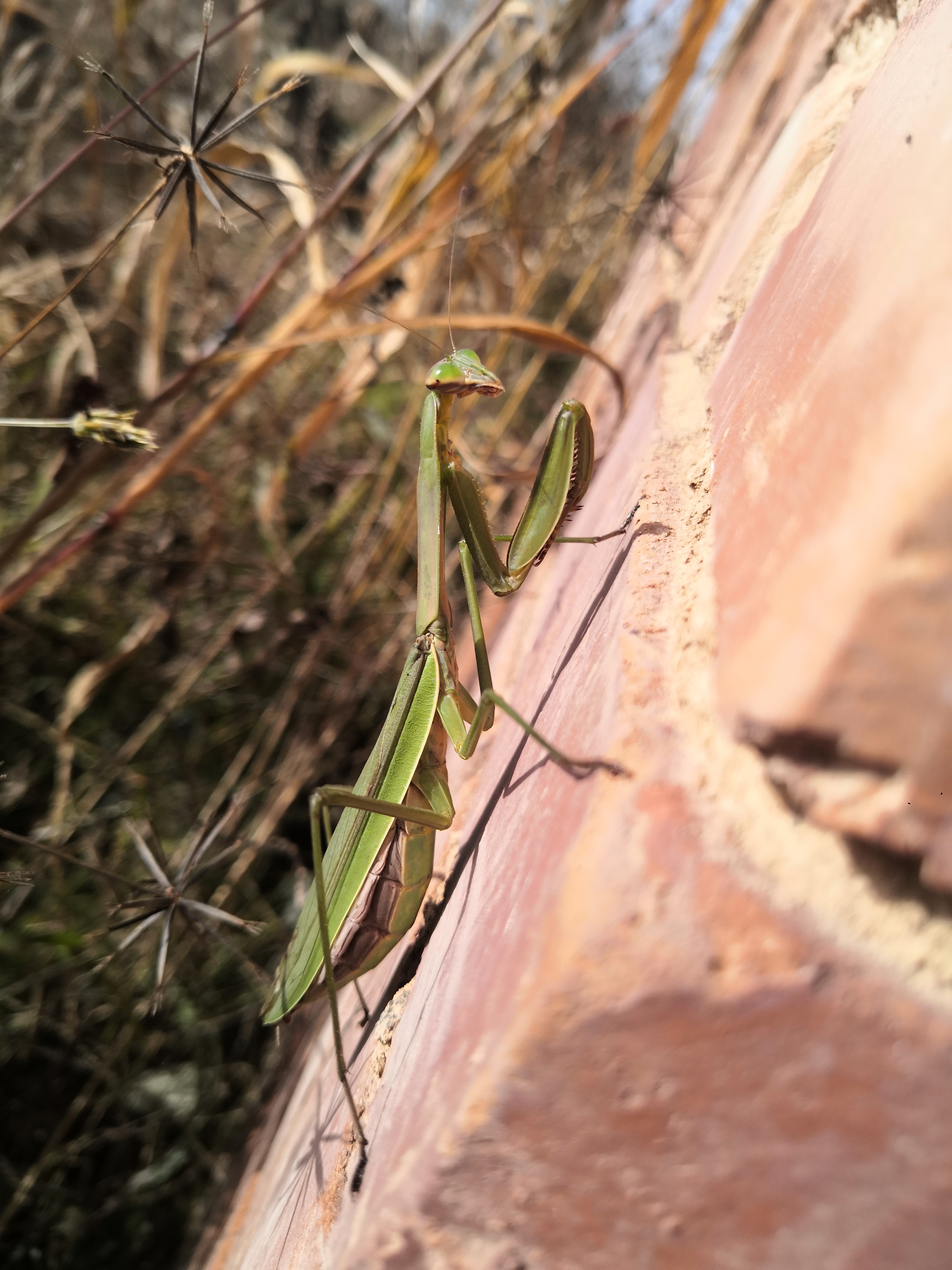 蜻蟌之舞——2020年昆虫图录