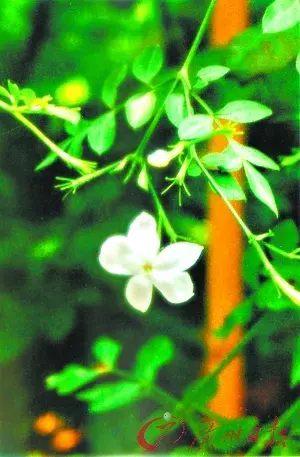 广州昔日宠素馨花开时节满城雪素磬花集 哔哩哔哩