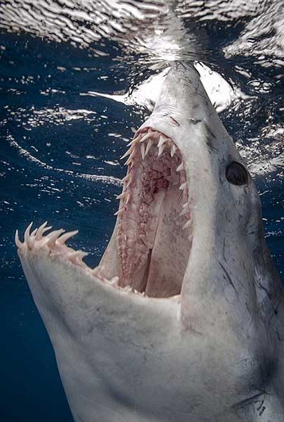宽齿鲭鲨图片