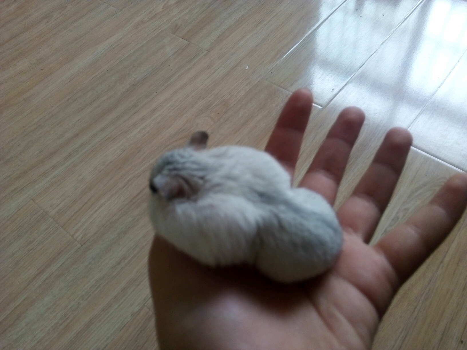 www我家仓鼠是不是怀孕了?