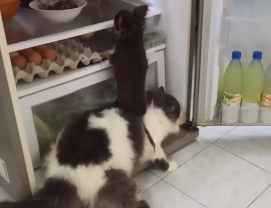 猫咪为什么会食欲不振 6大原因 看看你家猫是哪个 哔哩哔哩