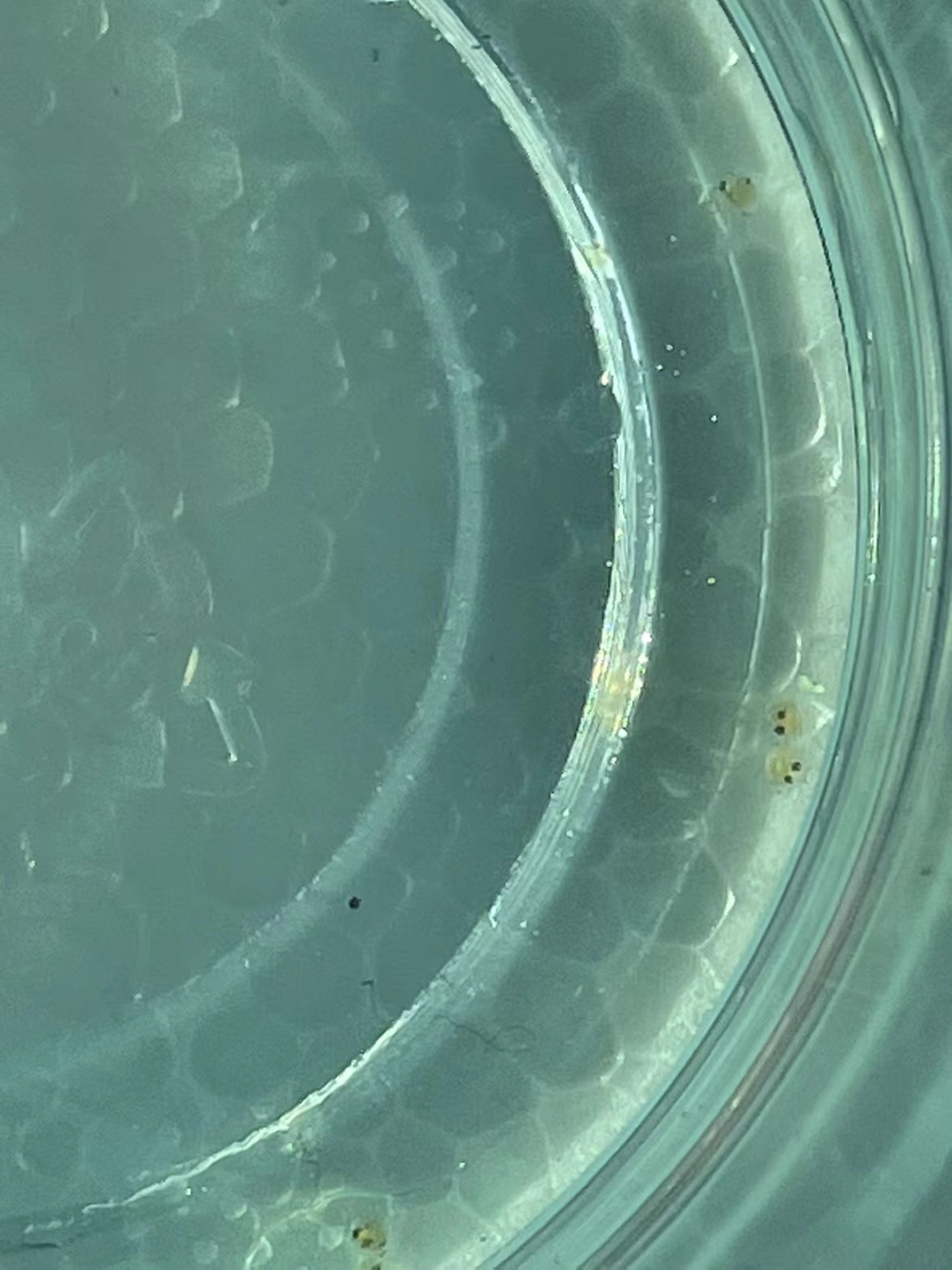 生命的伟大！详细记录兰寿鱼卵孵化的全过程，不要眨眼！_哔哩哔哩_bilibili
