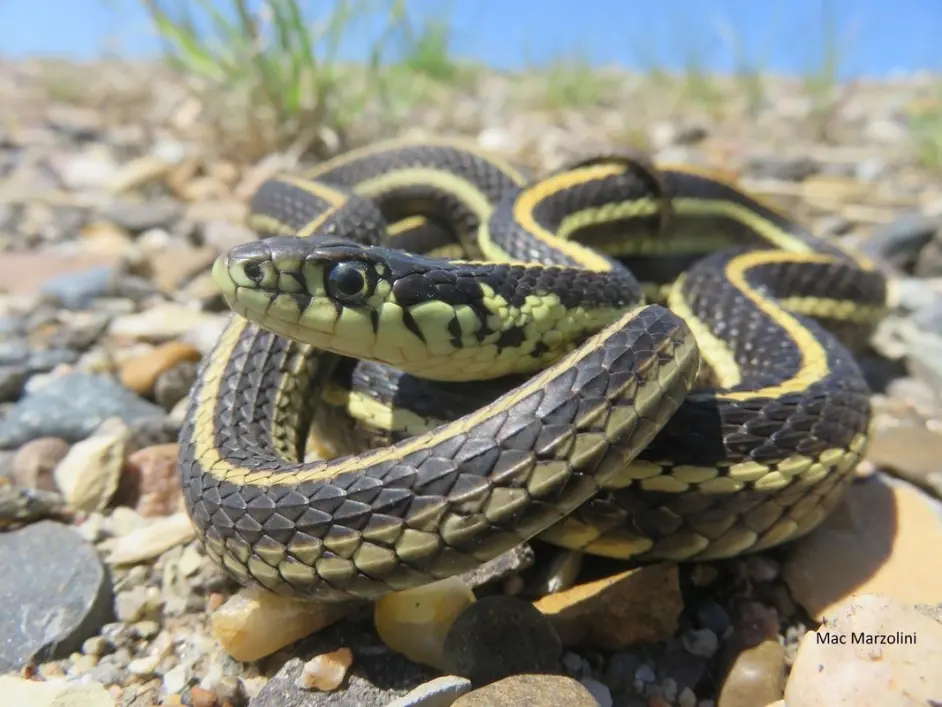 想养蛇又讨厌老鼠 这种蛇能满足你的要求 草原束带蛇 哔哩哔哩 想养蛇又讨厌老鼠 这种蛇能满足你的要求 草原束带蛇 哔哩哔哩
