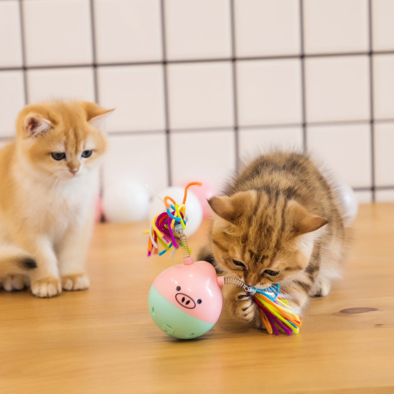 所以主人每天要抽出时间来陪猫咪玩耍,家里种植一些猫草,来缓解猫咪