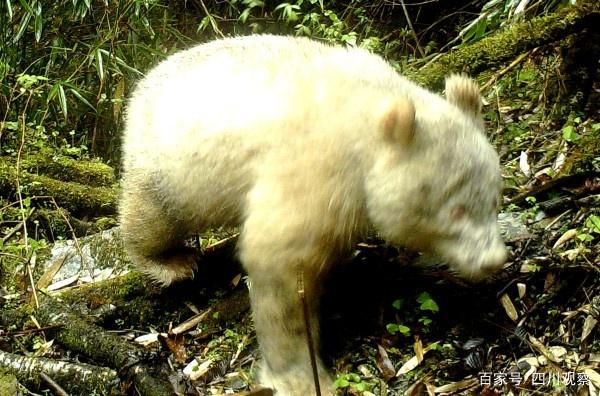 全球首例四川卧龙拍摄到白色大熊猫