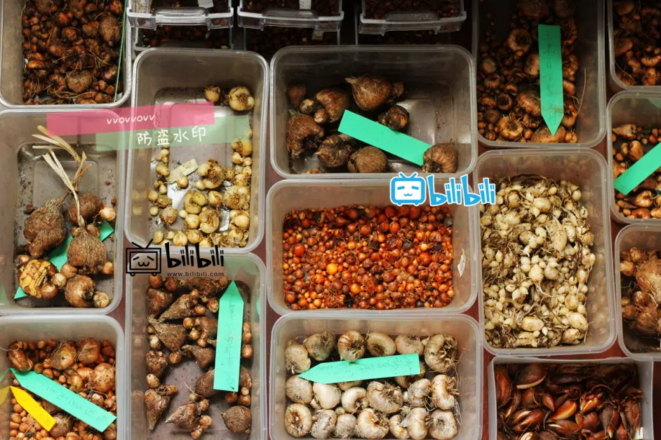 旧土保存 文字版 哔哩哔哩