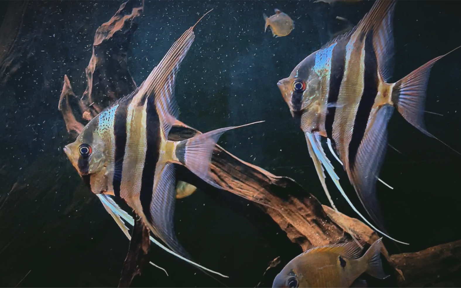 尖翅燕鱼-Platax teira-喵潜AI 鱼类辨识-你的在线鱼书