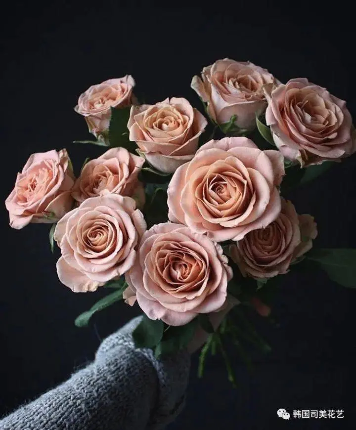 常用花材养护攻略 一 阿米亚花艺 哔哩哔哩 常用花材养护攻略 一 阿米亚花艺 哔哩哔哩