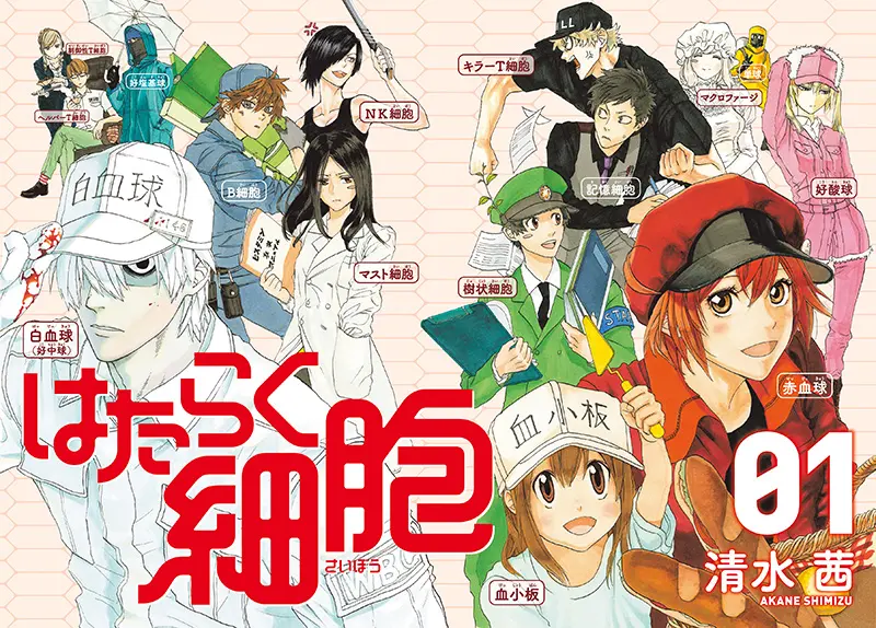 愉快地感受细胞的魅力 工作细胞 原作者 动画监督对谈 哔哩哔哩