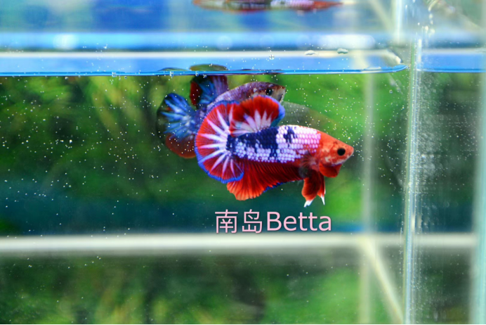 中国斗鱼和泰国斗鱼_泰国斗鱼和印尼斗鱼哪个强_斗鱼印尼是什么意思