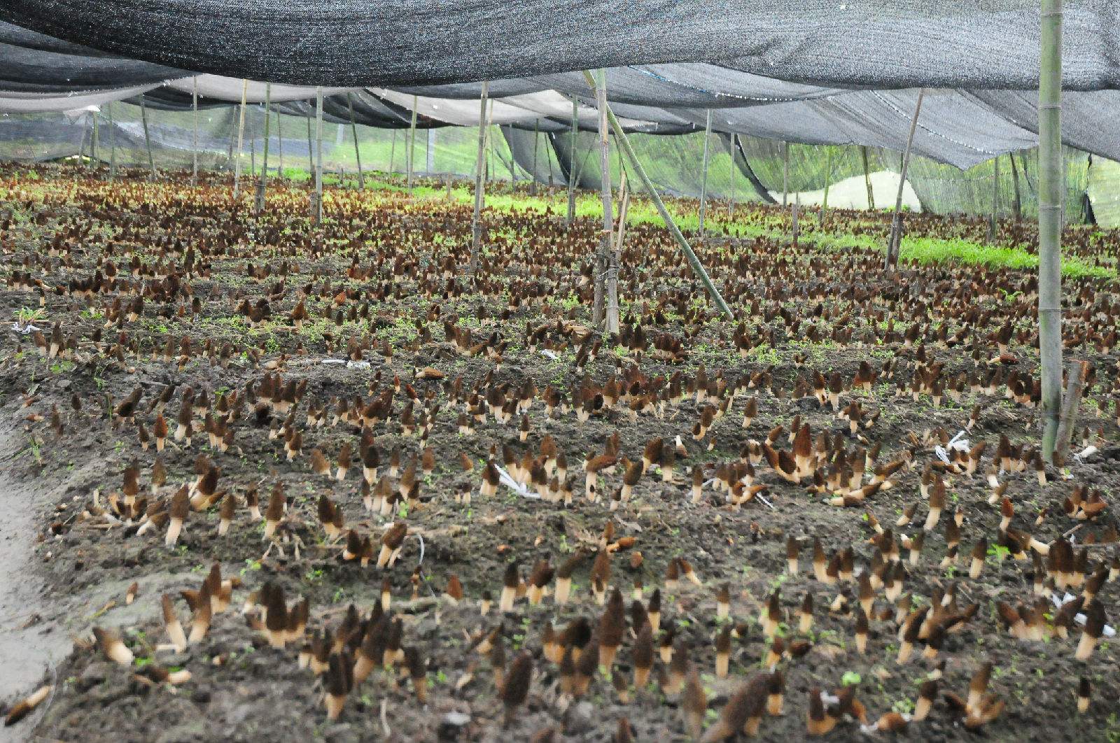 云南春信农业羊肚菌让种植更轻松