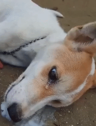 306_403竖版 竖屏gif 动态图 动图