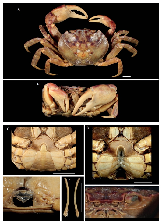 新种发布地蟹科和方蟹高级单元近年新变化