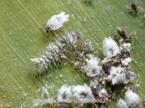 肉食性毛毛虫盘点 哔哩哔哩