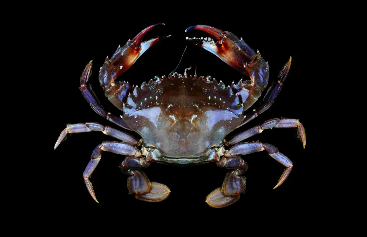 快过年了说一说我喜欢的节肢动物2甲壳亚门